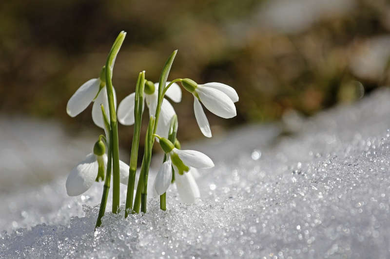 Imbolc - Rückkehr des Lichts