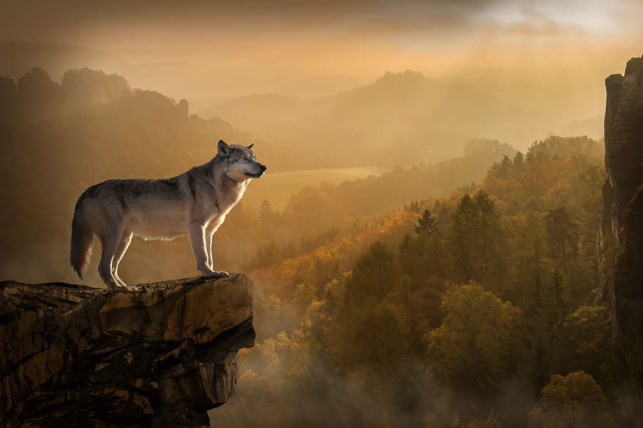 schamanisches Krafttier Wolf